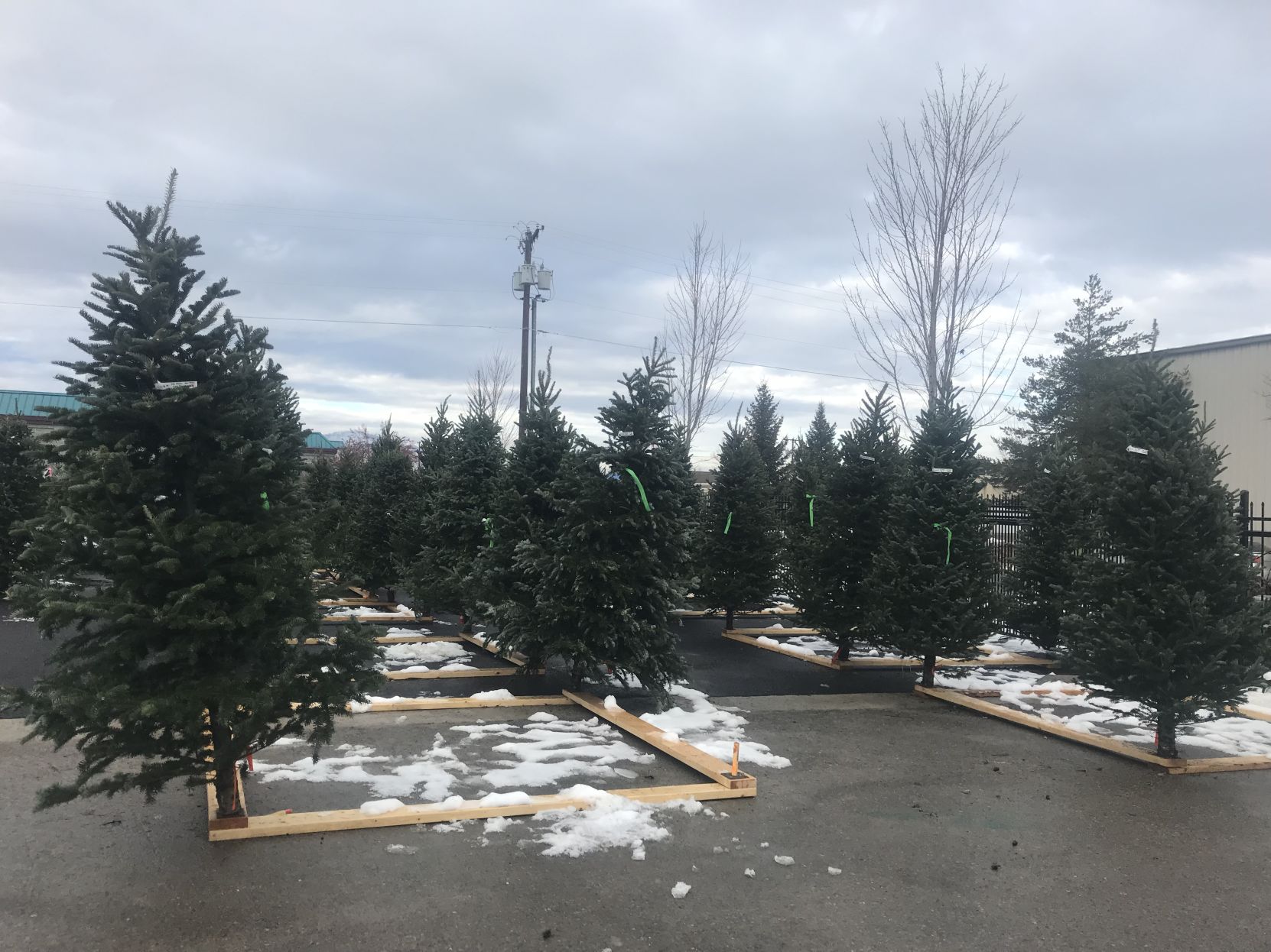 Christmas trees